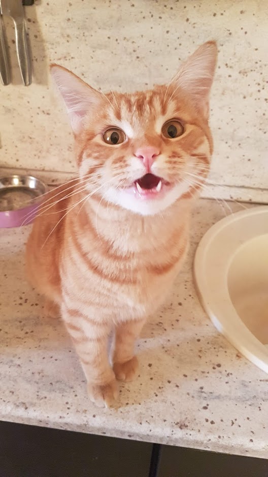 Котовторник. Добавляйте своих