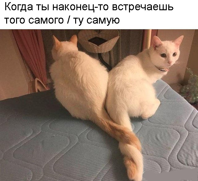 Весёлый полтишок 25.03