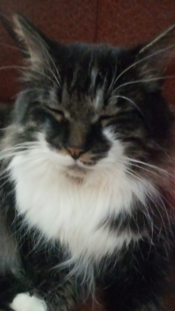 Котовторник!