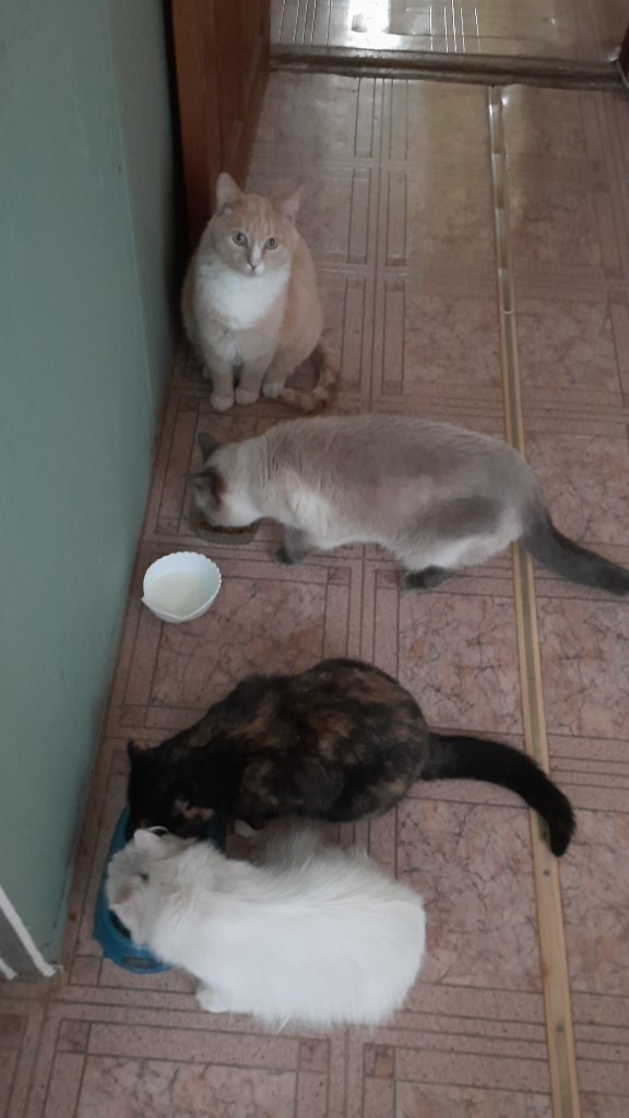 Котовторник