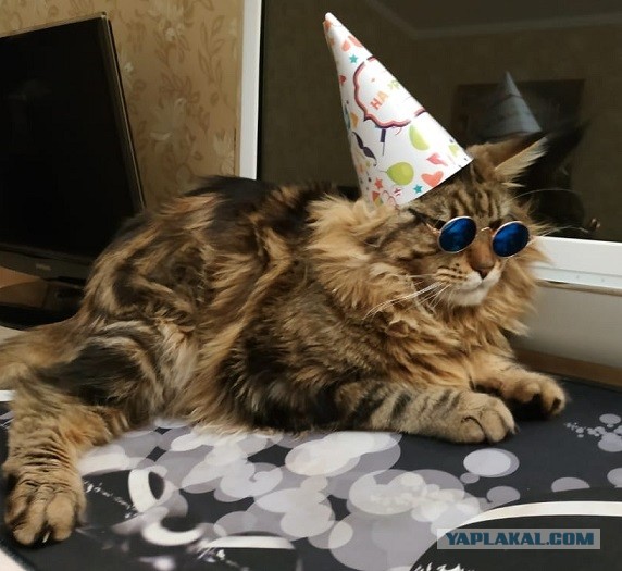 Кот Мейн-кун: царь домашних кошек!