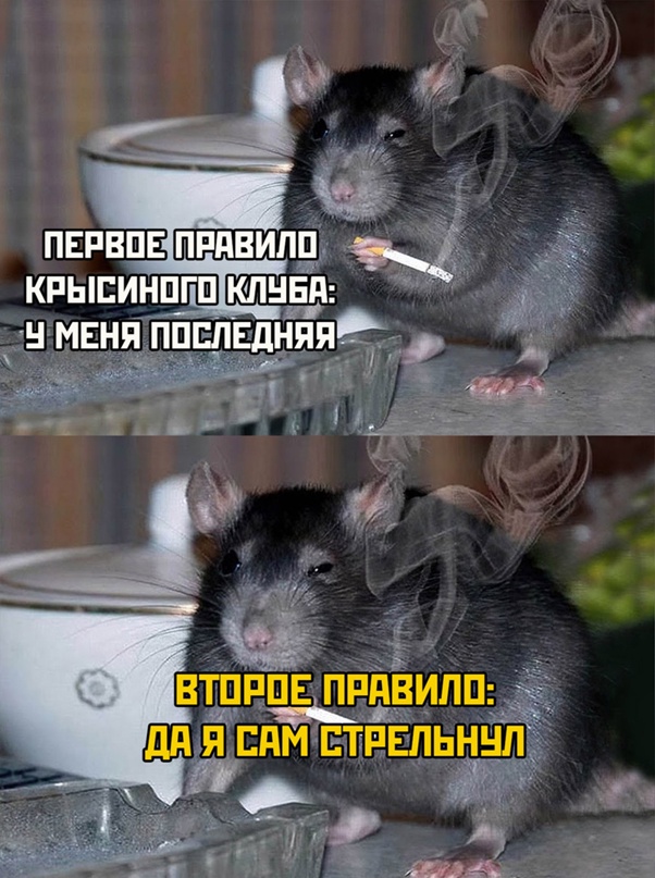 Весёлый полтишок 17.05.22