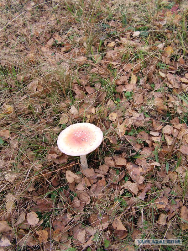 Поход за грибами