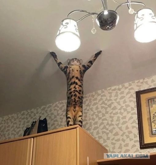 Потерявшийся кот