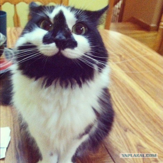 У кота 9 жизней