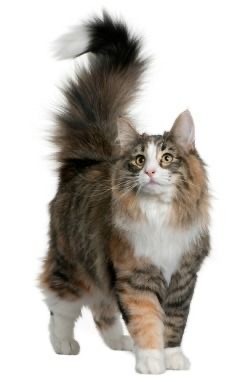 Ну просто очень шикарные котики