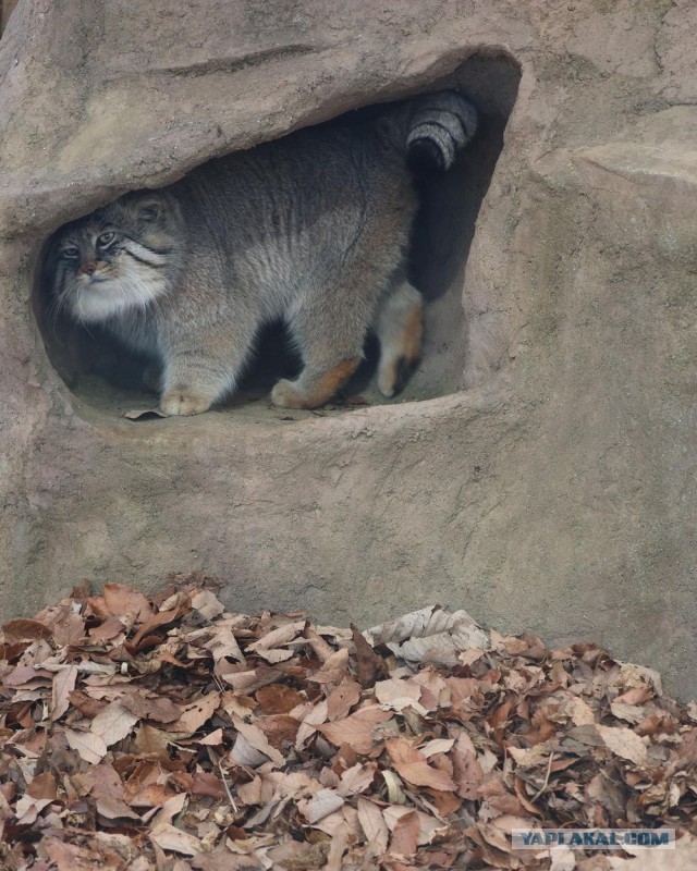 Подборка интересных и веселых картинок 14.02.24