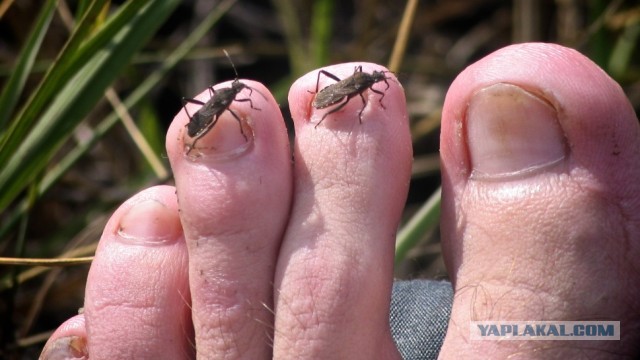 Сейчас бы поваляться на траве