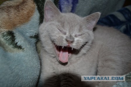 Котовторник 25.06.2013