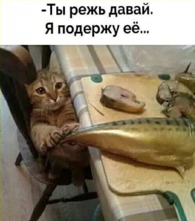 К котовторнику: подборка картинок-баянов с котиками и про котиков. Выпуск 13