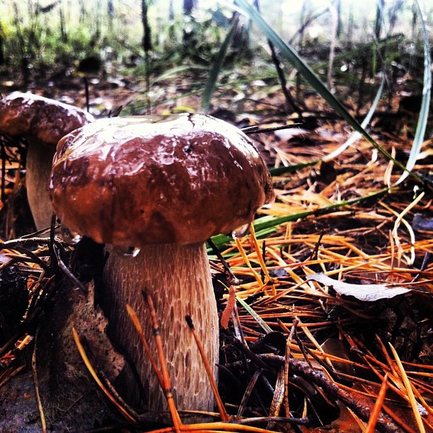 Грибной рай