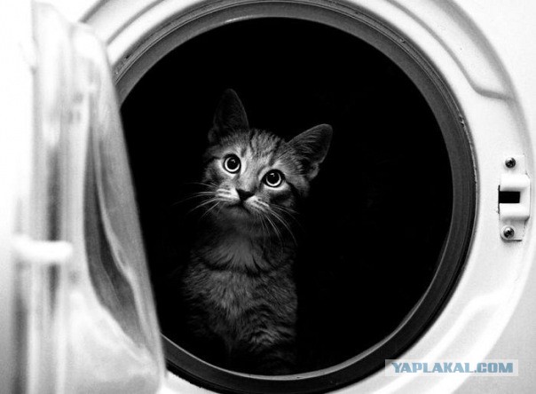 Коты ученых