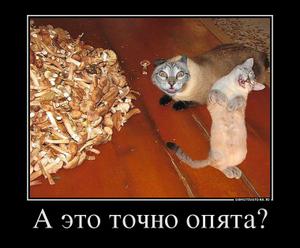 Насобирали "немножко" грибов...