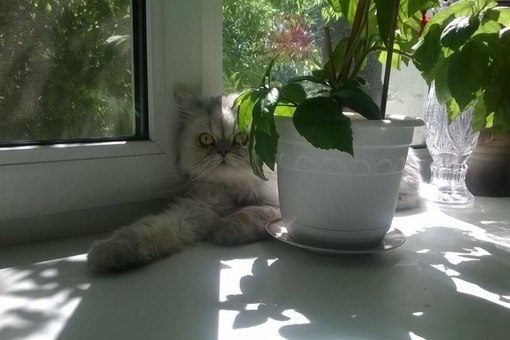 Добряки, плюсующие всех подряд