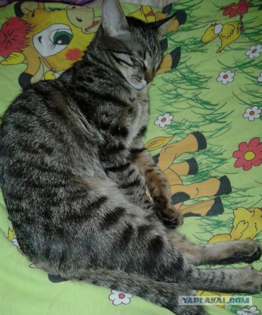 Котовторник 30.09.2014