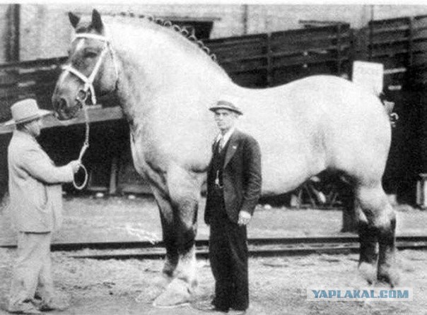 40 удивительных исторических фотографий