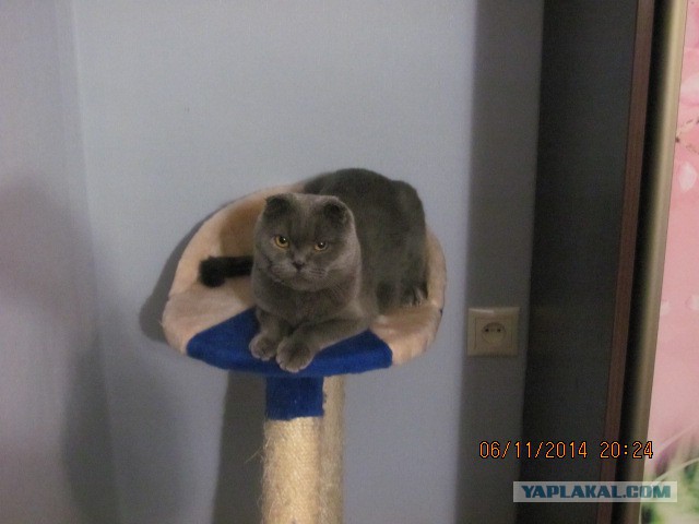 Котовторник 11.11.2014