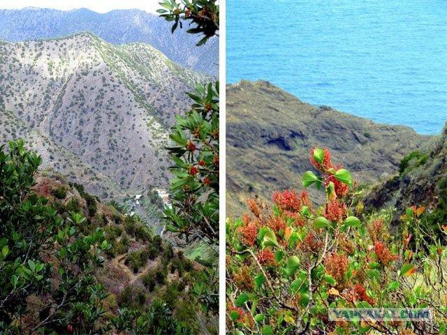 Канарские острова
