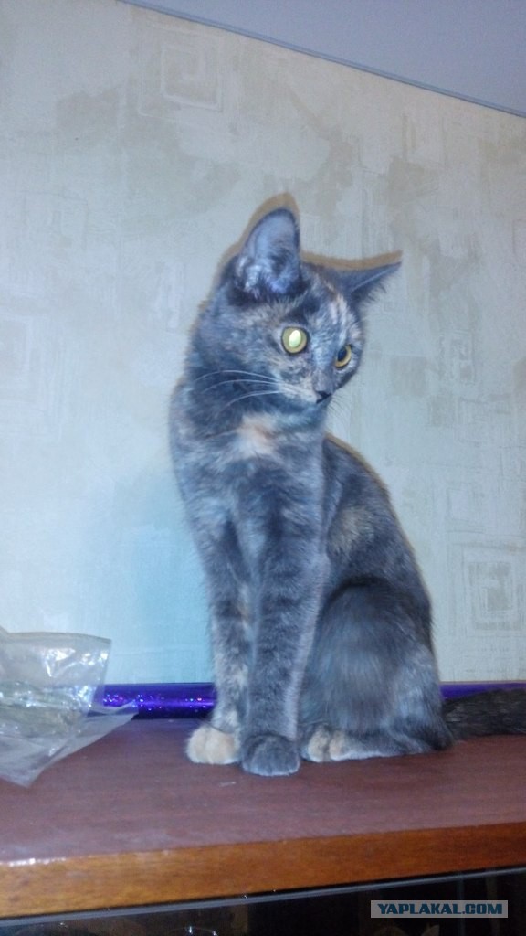 Про Тучку, которая стала Дымкой