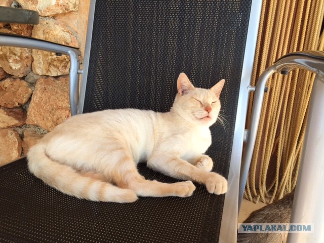 Котовторник 25.08.2015