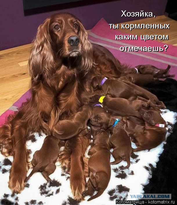 Собакочетверг 17.09.2015