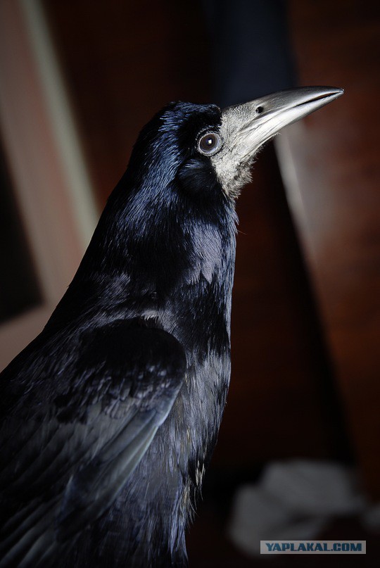 Домашняя птичка - ворона
