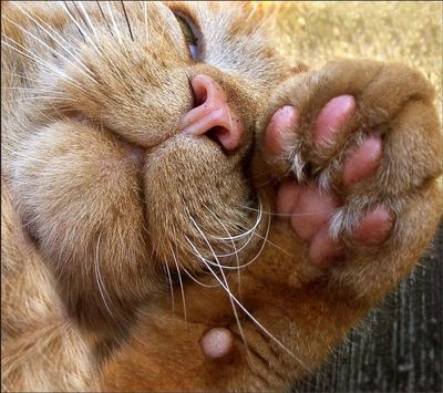Фотографии, которые лучше всяких антидепрессантов