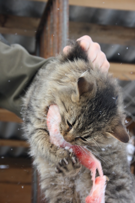 Котовторник 26.01.2016