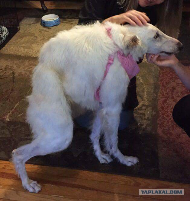 Он не похож на обычных собак, но все еще очаровывает каждого встречного