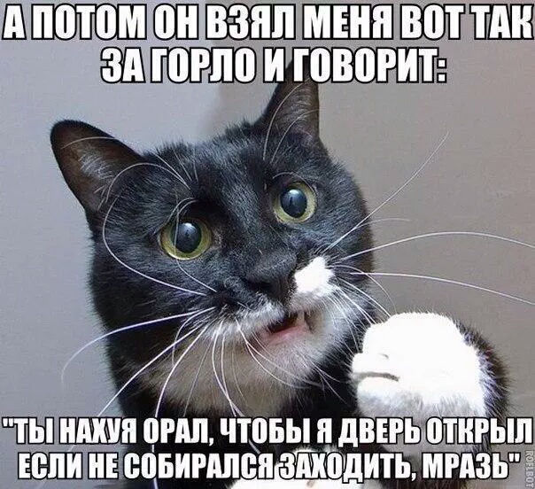 Вся суть котов...