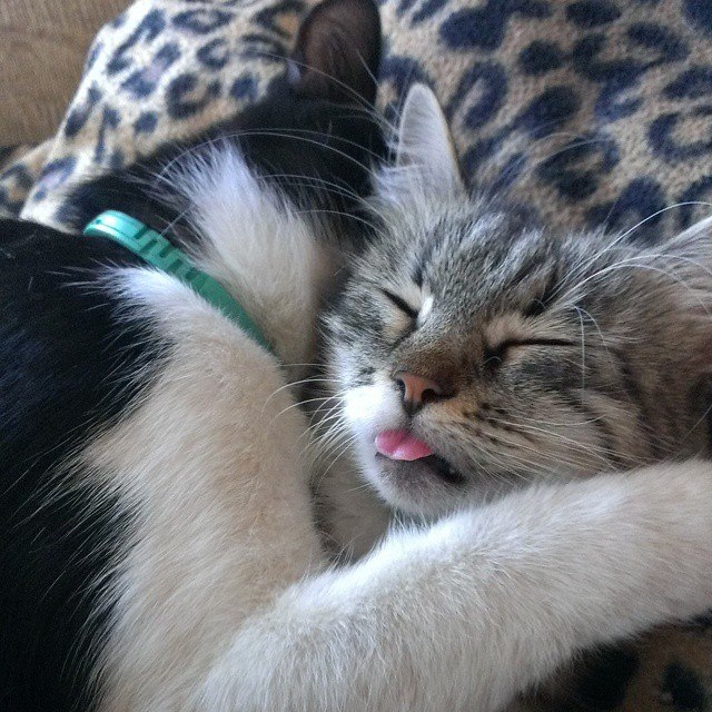 Котовторник 15.03