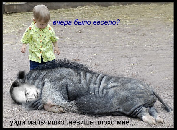 Фотожаба: Путин трансер