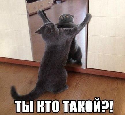 Мохнатые беспредельщики