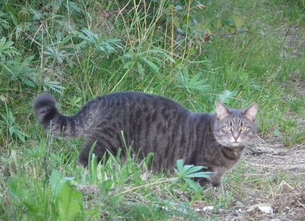 Пр корма для кошек. Рассуждения