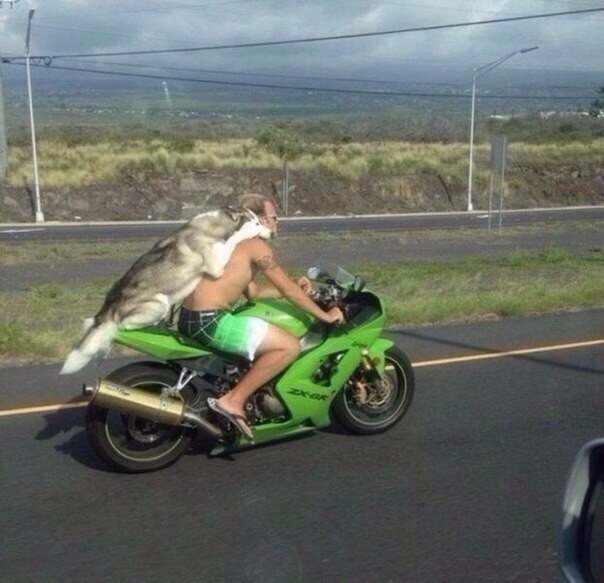 Прикольные животные