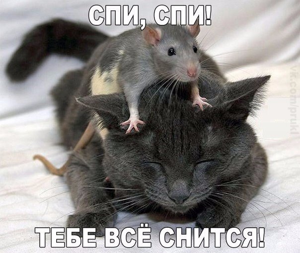 Прикольные животные