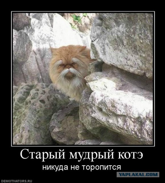 10 брутальных уличных котов