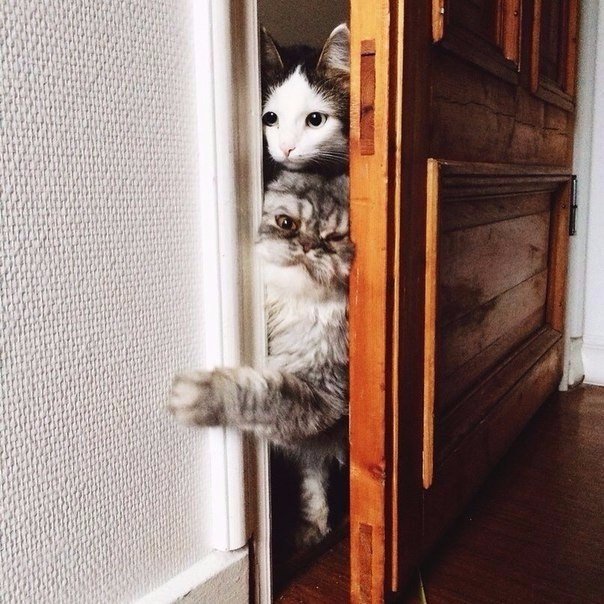 Коты из сети