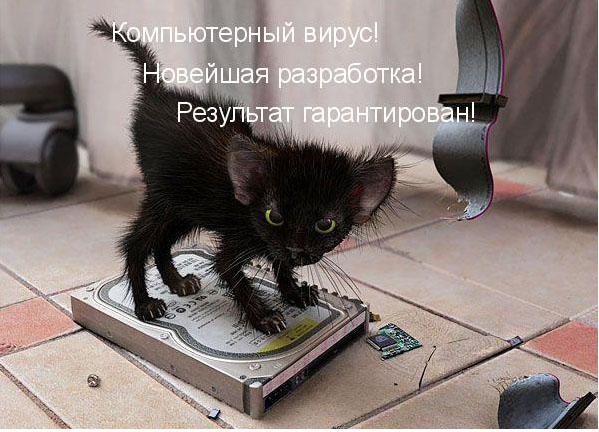 Коты из сети