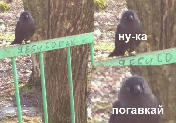 ВорОны, вОроны и другие врановые - бандиты, ворюги и просто отморозки