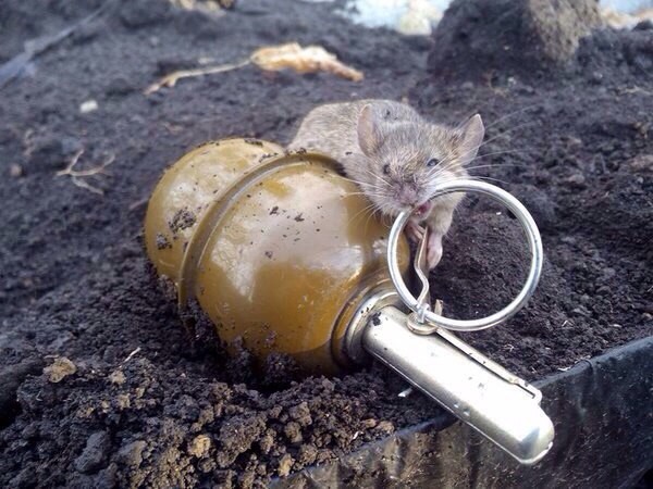 Подборка забавных животных