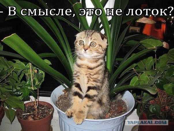 Осеннему котовторнику быть!