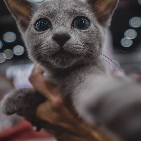 Коты и Кошки
