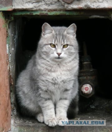 УРРААА ! Котовторник на ЯПлакалъ !