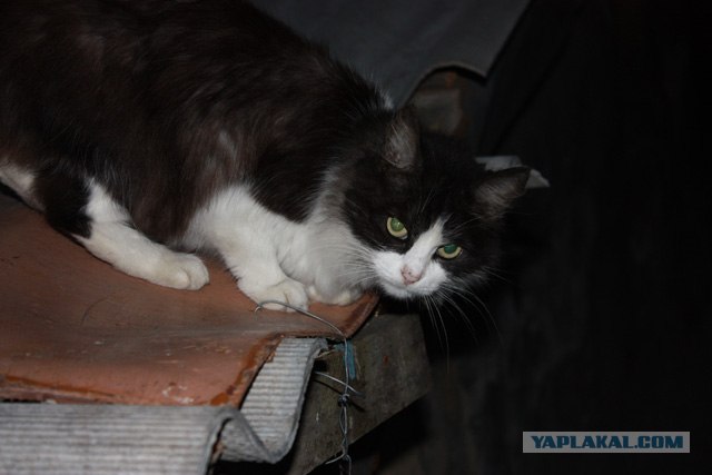 Котовторник на 07.04.2009
