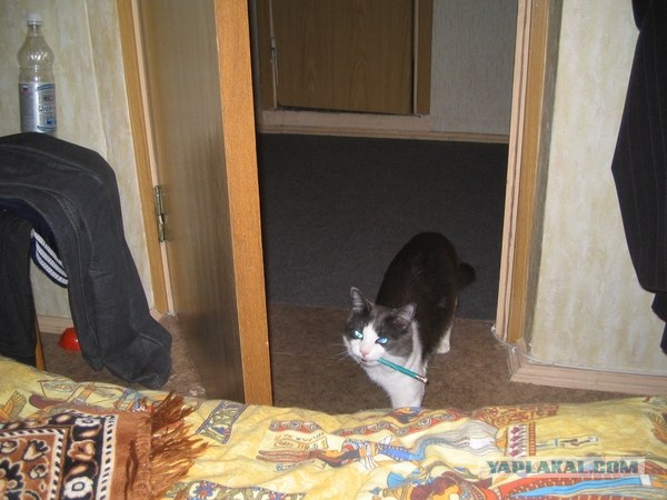 Котосреда (06.05.2009)