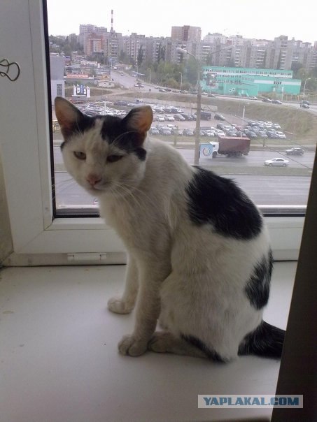 Котовторник стартует