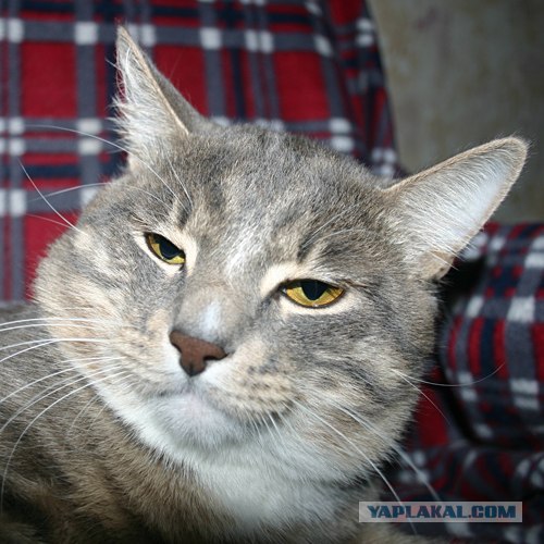 Начинаем котовторник!