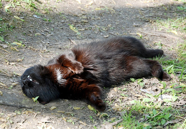 Котовторник  07.06.11