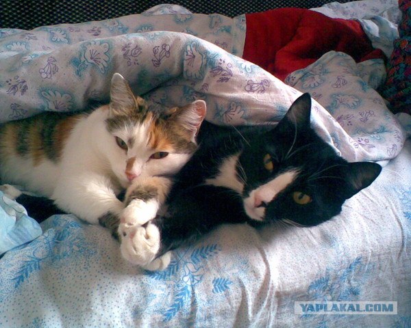 Интимный котовторник (23.08.11)
